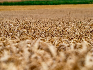 Getreideanbau im Sommer