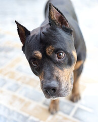 portrait of a dog breed pit bull with  black and tan color attentively looks at the viewer  
