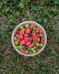 raspberry harvest in a bowl on the grass