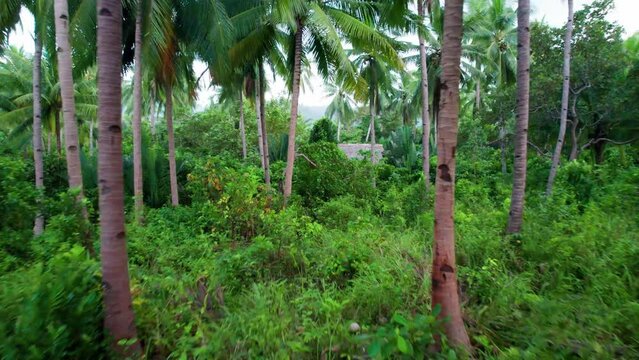 Les for&ecirc;ts primaires de cocotiers sur les iles paradisiaques des Philippines. Un environnement &agrave; pr&eacute;serv&eacute; contre les changements climatiques disposant d'une faune et d'une flore exotique unique
