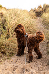 Golden brown labradoodle dog in the dunes at at the beach