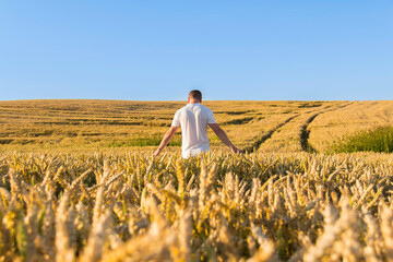 A man harvests a grain crop and walks carefree and fun in a field with wheat. It's time to harvest....