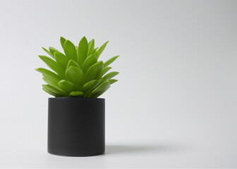 Serenity in Green: Indoor Botanical Beauty on White Background | Potted Plant Photo
