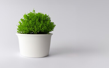 Minimalistic Elegance: Tranquil Houseplant on White Background | Nature's Harmony