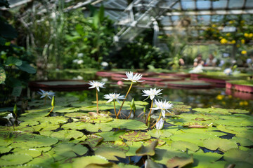 Glasshouse with aquatic plant and blooming flower, soft focus. Botanical greenhouse with pond water lilies and lotuses, closeup. 