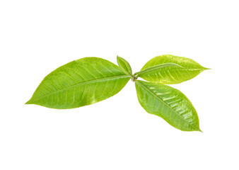 Fresh Green tea leaf on white background