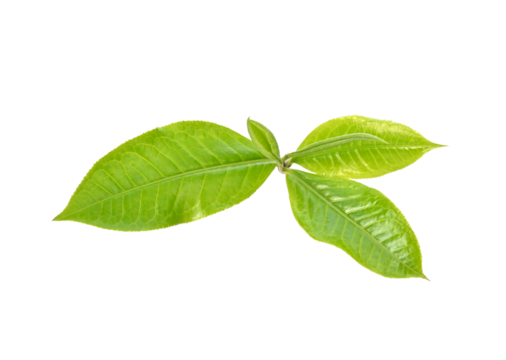 Fresh Green tea leaf on white background