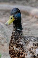 Closeup of mallard duck head