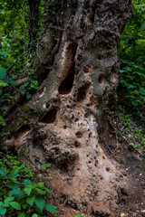 Holes in the trunk of a dry tree bored by feeding woodpecker.