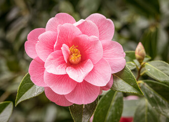 Obraz premium Camellia 'Maud Messel' in flower