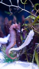 seahorse in aquarium