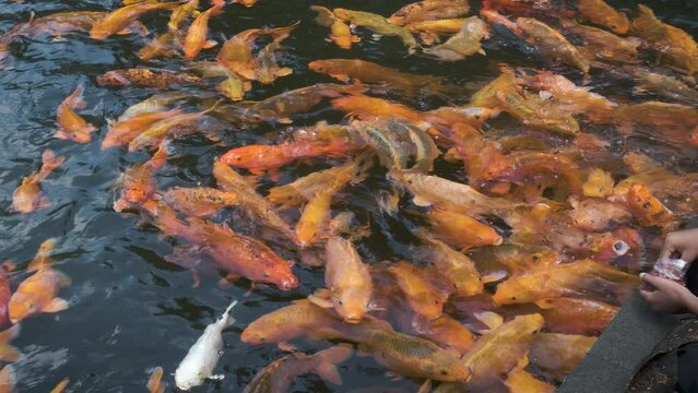 Goldfish Swimming in Pond close up shot in Tirta Empul temple Tampaksiring, Bali Indonesia