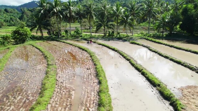 Rizi&egrave;res en terrasses vertes, culture du riz dans les champs &agrave; Palawan aux Philippines