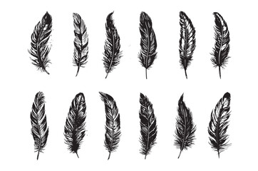 Feather Hand drawn  on white background	
