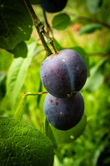 Ripe purple plums on a plum branch