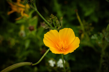 Obraz premium Small yellow flower blooming on a green background