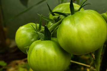 Growing tomatoes still green on a tomato plant.