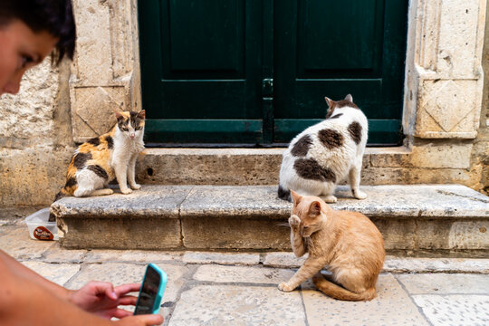 Boy taking a picture of street cats in Croatia with mobile phone