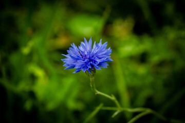 Blue cornflower on a green background