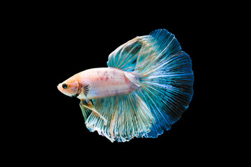 Bright blue halfmoon betta fish swimming beautifully, isolated on black background