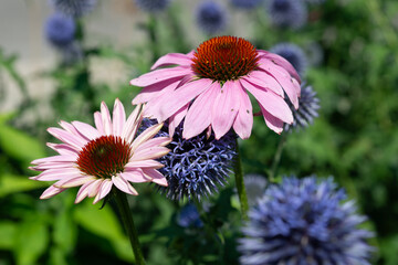 globe thistle and Echinacea purpurea in the sun