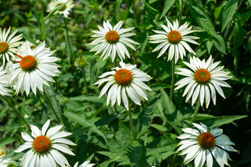 Obraz premium white echinacea blossoms with orange brown cones 