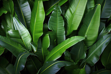 Banana plant, fresh green tropical leaves background
