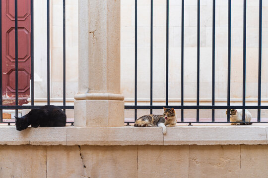 Fototapeta Street Cats on City Wall in Dubrovnik Croatia
