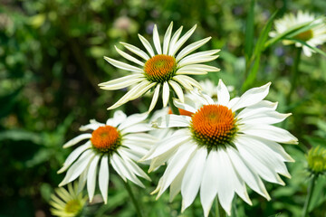 Obraz premium white daisies with orangey cones in a flower bed