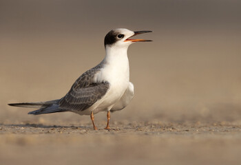 Portrait  of a juvenile White-cheeked Tern perched on the ground at Tubli, Bahrain