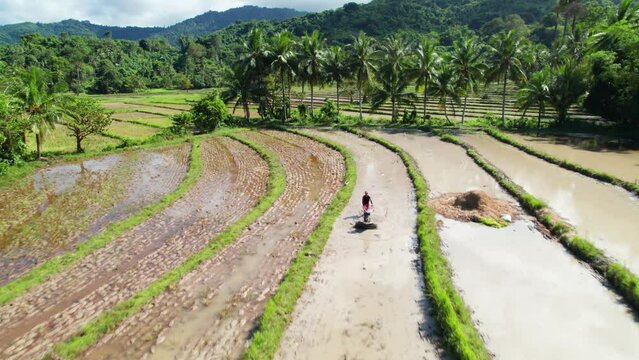 Rizi&egrave;res en terrasses vertes, culture du riz dans les champs &agrave; Palawan aux Philippines