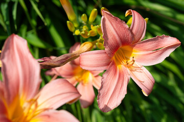 close-up of pink lily flowers in bloom