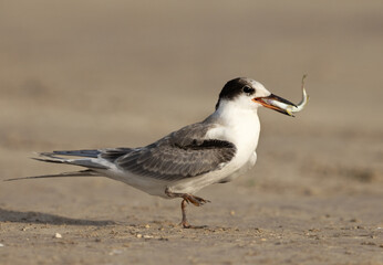 Closeup of a  juvenile White-cheeked Tern with a fish at Tubli, Bahrain.