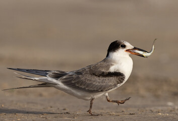 A juvenile White-cheeked Tern with a fish at Tubli, Bahrain