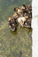 close-up of ducklings in various states of preening and peacefulness