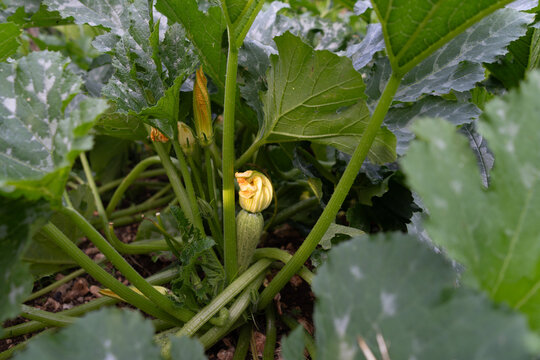 Closeup Of Squash Blossom