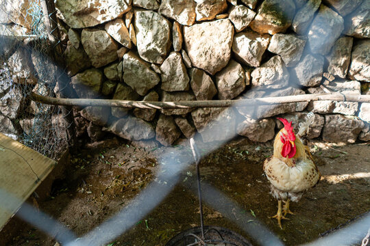 Rooster in a caged enclosure on a farm