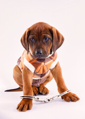 ridgeback puppy with a lonely face ready for adoption