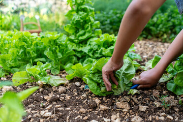 Child harvesting lettuce in a vegetable garden