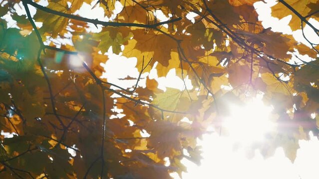 The sun's glare breaks through the autumn foliage of the maple
