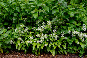 Wild garlic Allium ursinum carpet in forest ready to harvest.