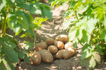 The concept of growing food. Fresh organic new potatoes in a farmer's field. A rich harvest of tubers on the ground.