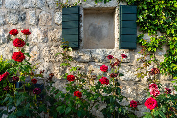 Red roses growing near european home