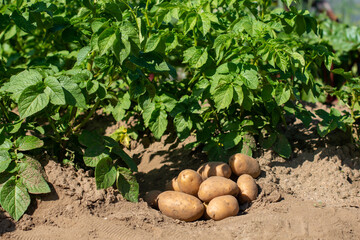 The concept of growing food. Fresh organic new potatoes in a farmer's field. A rich harvest of tubers on the ground.