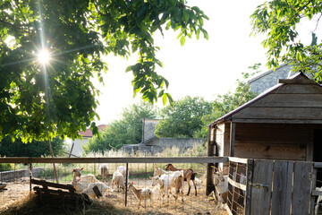 Goats in a fenced pen in Europe on a farm