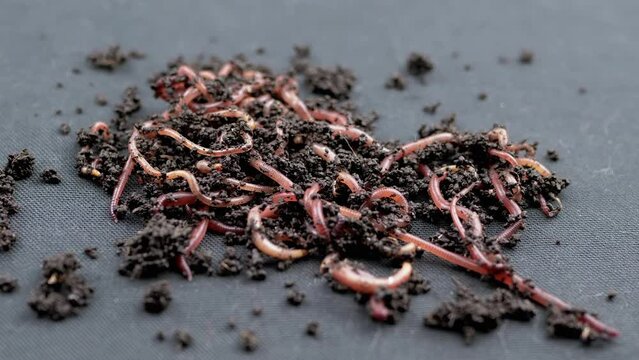 Close up Crawling Red Earthworms in Black Soil Isolated on Black Background. Slow motion. A group of wriggling earthworms in wet compost. Fishing worms. Red worms Dendrobaena. Loosening fertile soil.