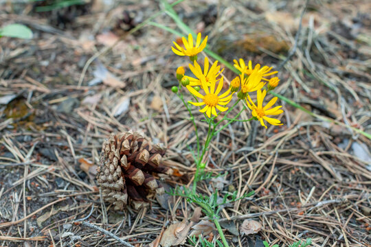 Yellow flowers of Tansy ragwort in the forest. Common Ragwort is a weed and a poisonous plant and very poisonous especially for grazing animals. Jacobs ragwort. Tansy ragwort. Senecio jacobaea.