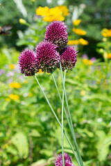Obraz premium Allium atroviolaceum, also known as Dark Purple Allium or Persian Onion in the garden