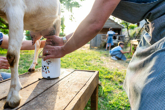 Man milking a goat on a farm