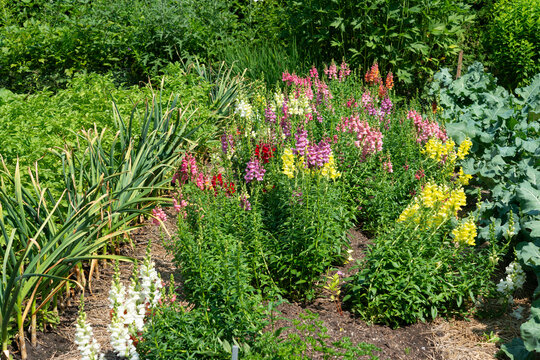antirrhinum flowers in a garden with garlic and other vegetables